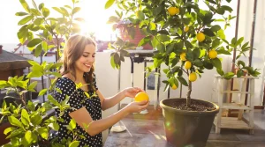 Citronnier qui ne donne rien : ce déchet de cuisine à enterrer au pied le couvre enfin de fruits